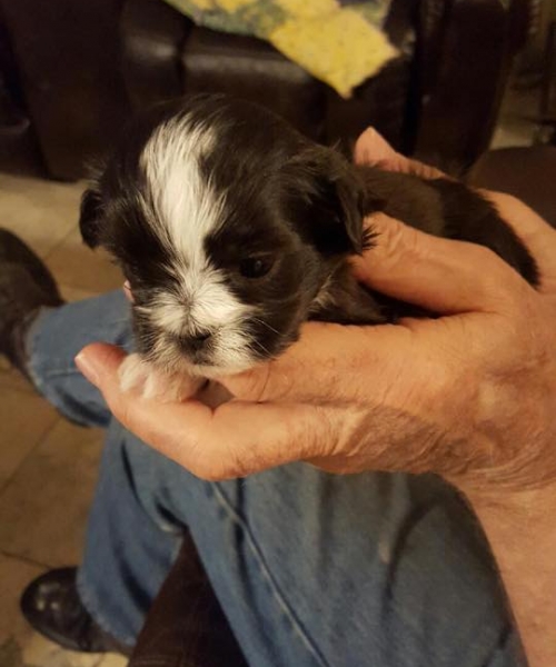 Shih Tzu Puppies for Sale