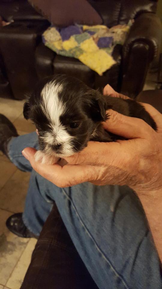 Shih Tzu Puppies for Sale