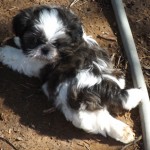black and white Shih Tzu puppy laying on dirt