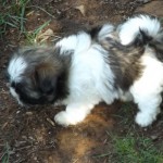 Bring Home a Shih Tzu Puppy