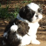 Shih Tzu Puppies for Adoption