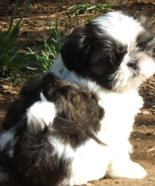 Shih Tzu Puppies for Adoption