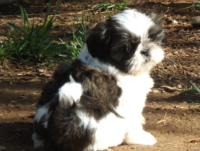 Shih Tzu Puppies for Adoption