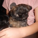 Shih Tzu Dogs for Sale