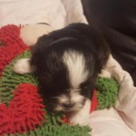 black and white Havanese Shih Tzu Puppy on red and green blanket