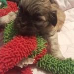 light brown Havanese Shih Tzu Puppy on red and green blanket