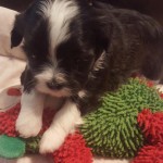 Havanese Shih Tzu Puppies