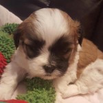 Havanese Shih Tzu Dogs