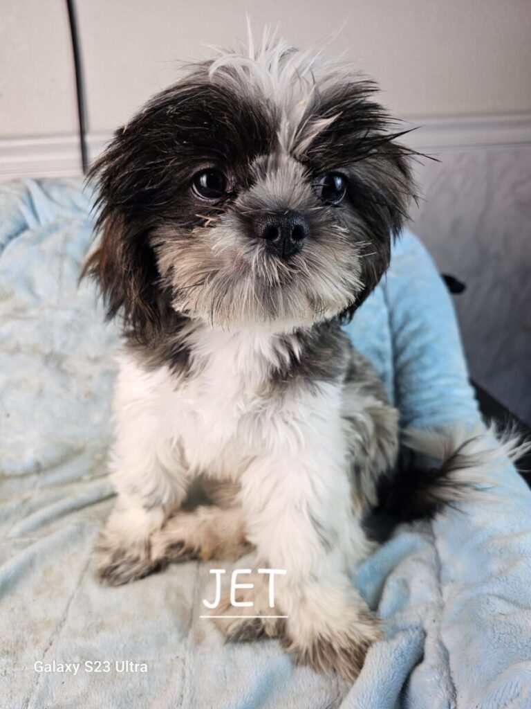 Jet is a happy multi colored 6 month old puppy