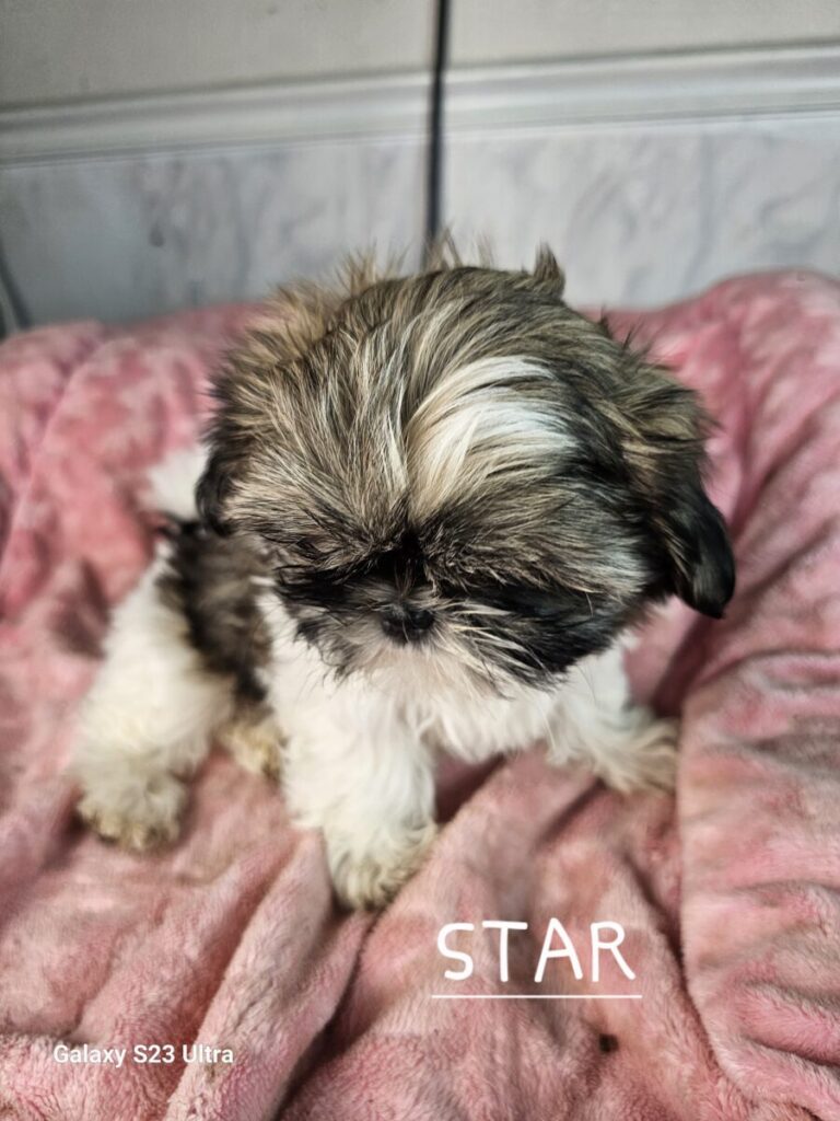 STAR IS LAST FEMALE SHIHTZU